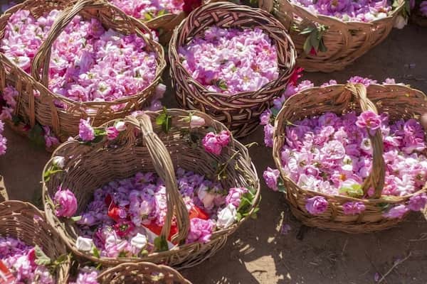 تصویر 1 از خرید و فروش غنچه گل محمدی اصفهان با شرایط فوق العاده